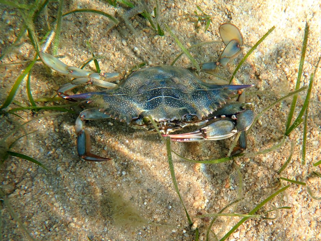 Callinectes sapidus (Rathbun, 1896) dalla Grecia